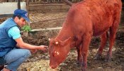 Un grupo judío busca la vaca perfecta para provocar la llegada del mesías