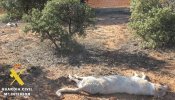 Un pastor es imputado por la muerte de dos perros