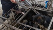 Matan a perros y gatos en China para fabricar alfombras con su piel