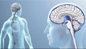 Científicos españoles usan el líquido cefalorraquídeo para el diagnóstico precoz de tumores cerebrales