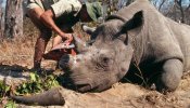 Sudáfrica declara legal la venta de cuernos de rinoceronte