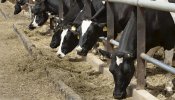 El Corte Inglés pagará a los ganaderos 2 céntimos más por litro en la leche de su marca blanca
