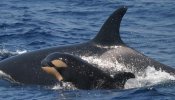 Orcas y otros delfines europeos, los más contaminados del mundo