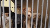 Abandonar a un perro en Asturias puede costarte hasta 90.000 euros, en Madrid 15.000
