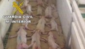 Abren juicio oral contra los dos jóvenes acusados de "matar por aplastamiento" a 79 lechones