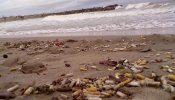 Las colillas de cigarrillos, uno de los mayores contaminantes del mar