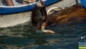PACMA documenta el maltrato a los toros en los Bous a la Mar de Denia