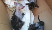 Detienen a un hombre por rociar con ácido a cuatro gatos recién nacidos en pleno puerto de Alicante