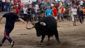 Más de 44.000 firmas para enviar a Pelado, víctima del Toro de la Peña, a un santuario animal