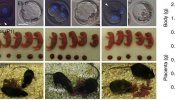 Desarrollan embriones viables sin necesidad de óvulos a partir del esperma de ratones