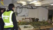 Desmantelada la mayor plantación de marihuana localizada en Aragón, con 8.000 plantas
