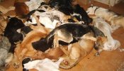 El Refugio pide año y medio de cárcel a los responsables de la perrera de Puerto Real