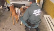 La Guardia Civil investiga a una persona por maltrato animal tras arrojar galgos en un pozo