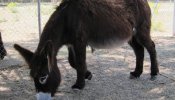Investigan la agresión a un burro de un Belén viviente en el pueblo almeriense de Cuevas del Almanzora