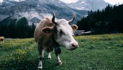 "Para luchar contra el cambio climático debemos reducir cinco veces el consumo de carne"