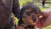 Una perra es rescatada de un pozo al que fue arrojada hace dos semanas