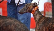 Diez mil firmas para exigir a Castilla La Mancha Televisión que no emita carreras de galgos