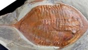 Hallados fósiles de trilobites con patas y partes blandas de hace 478 millones de años