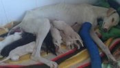 Una perra desnutrida y con la pata rota camina 3 kilómetros para salvar a sus cachorros