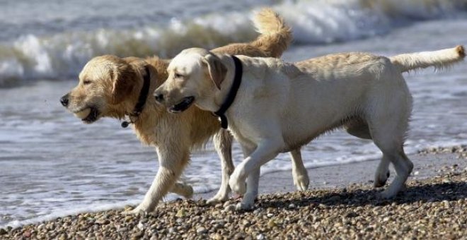 El Congreso pacta la prohibición de cortar el rabo a los perros por estética