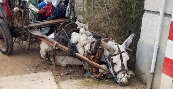 La presión de más de 12.000 personas logra rescatar a un burro maltratado en Castellón