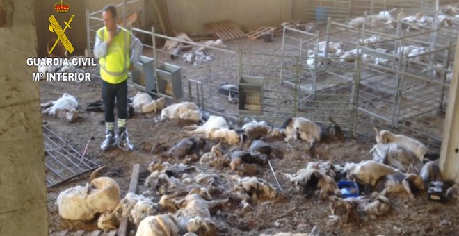 Detenida una granjera por matar de hambre y sed a 346 cabras