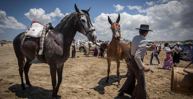 Nueve caballos y un buey mueren por agotamiento y estrés en la romería del Rocío