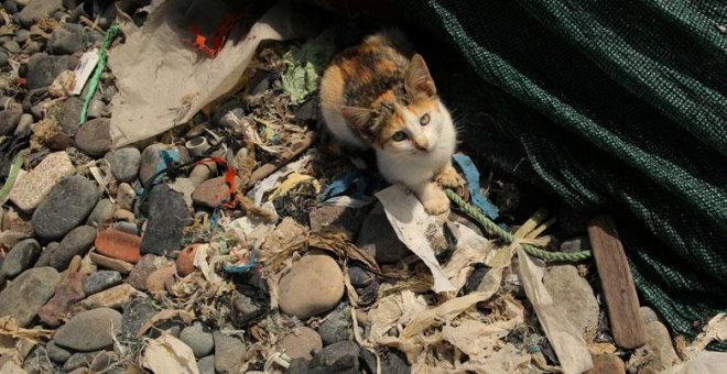 Aena multará a los empleados que alimenten a los animales abandonados en aeropuertos