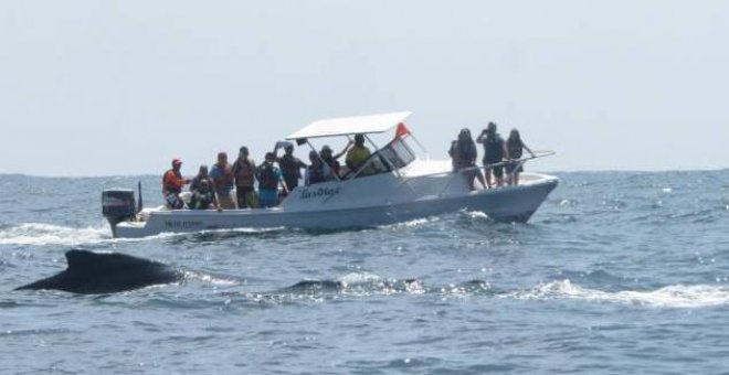 Liberada una ballena varada durante once horas en la costa de Ecuador