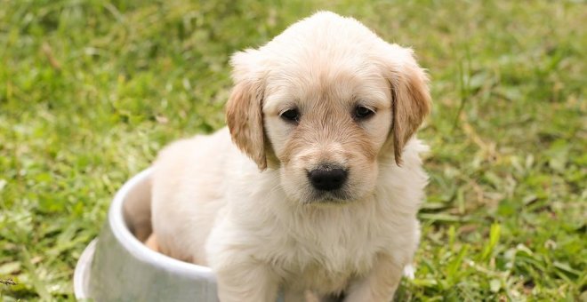 Miami prohíbe la venta de perros y gatos sacados de las 'fabricas de cachorros'