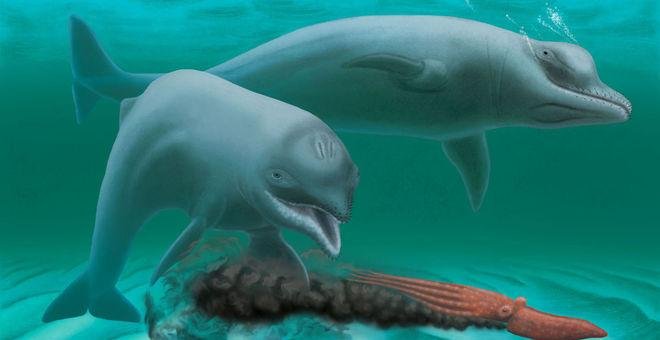 Hallados los fósiles de una nueva especie de delfín enano y sin dientes que vivió hace 30 millones de años