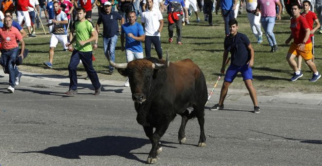 Toro de la Vega: cronología de una victoria animalista