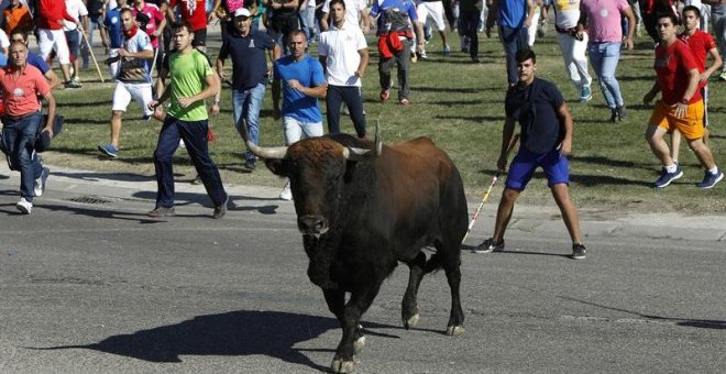 El Toro de la Vega deja 8 heridos en la segunda edición sin muerte en público del animal