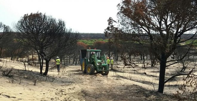 "Tardaremos más de medio siglo en ver a Doñana en un estado normalizado"