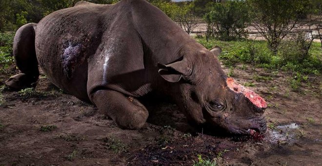 La atrocidad humana y las mejores fotos de naturaleza del año