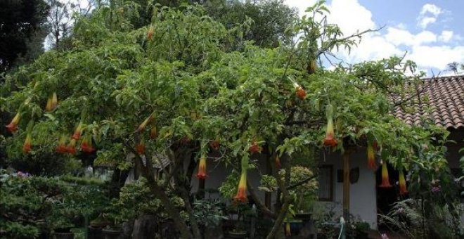 Retiran plantas de burundanga de un jardín comunitario en Madrid