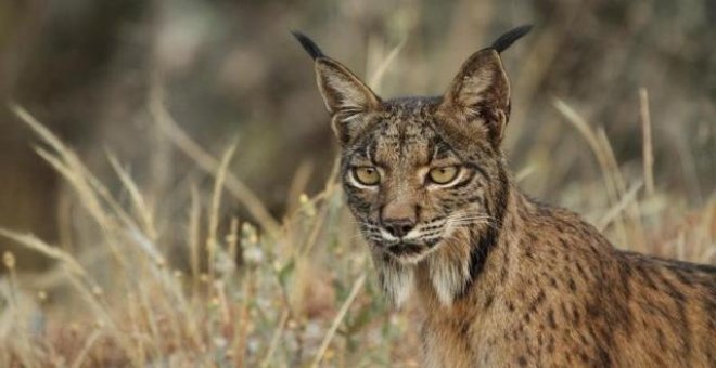 Matan a tiros a un lince ibérico en los bosques de Córdoba