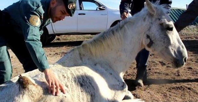 Hallados en una finca de Huelva 12 caballos famélicos y abandonados