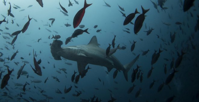 Los científicos alertan de la rápida degradación de los bosques de animales marinos en los últimos 20 años