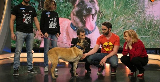 Vespa, la perra que sirvió en Protección Civil con una pata amputada, busca una adopción