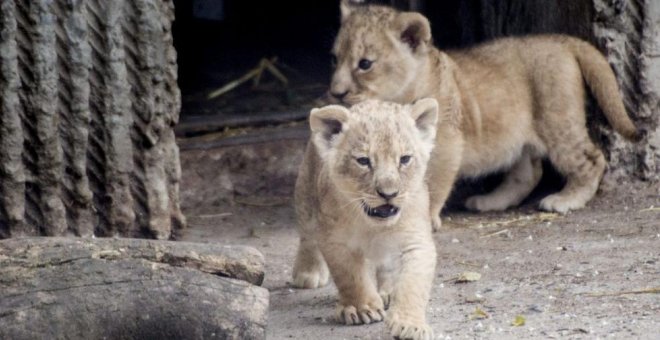 Un zoo de Suecia sacrifica a nueve cachorros de león por falta de espacio