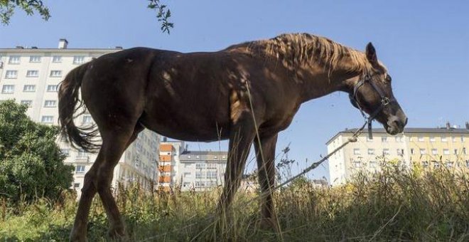 Detenido por maltrato animal un hombre que intentó violar a una yegüa en Navarra