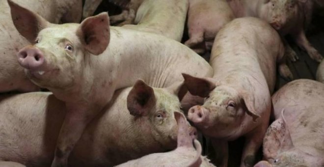 La Junta cancela el proyecto para una macrogranja de cerdos de El Pozo en Albacete