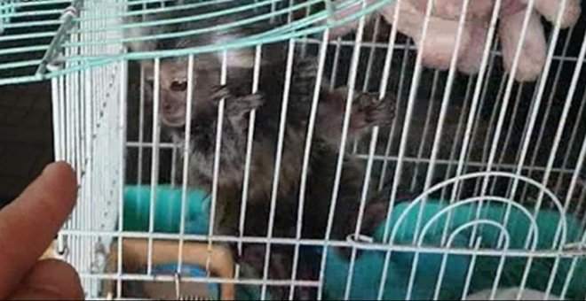 Once personas investigadas por la venta ilegal de primates sin control sanitario