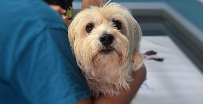 Los veterinarios alertan de la "muerte" de las clínicas tradicionales frente a las franquicias