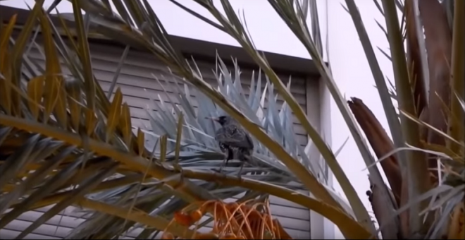 Elche prohíbe el uso de aves en las procesiones por causarles "sufrimiento"