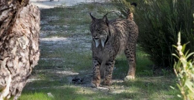 Muere atropellado en Jaén el séptimo lince del año en Andalucía