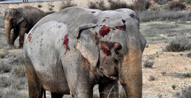 El Parlamento de Andalucía rechaza tramitar la reforma de la ley de protección de animales