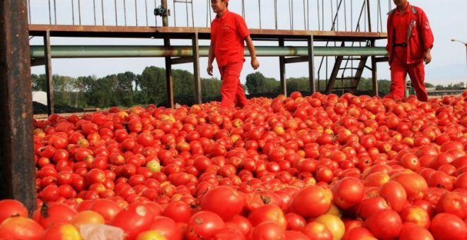 Aroma del tomate para proteger cultivos frente a patógenos y sequías