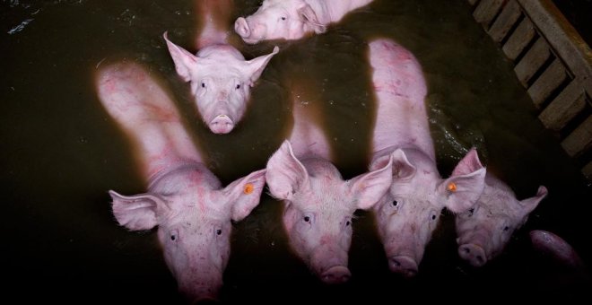 Cientos de animales con el agua al cuello por las inundaciones del río Ebro en Aragón